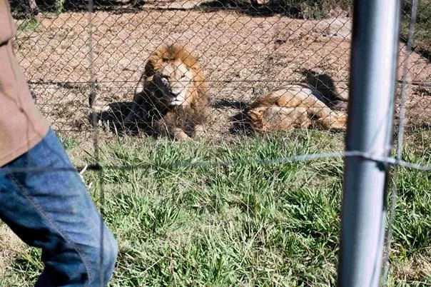 South Africa's Trophy Hunting Model Under Scrutiny