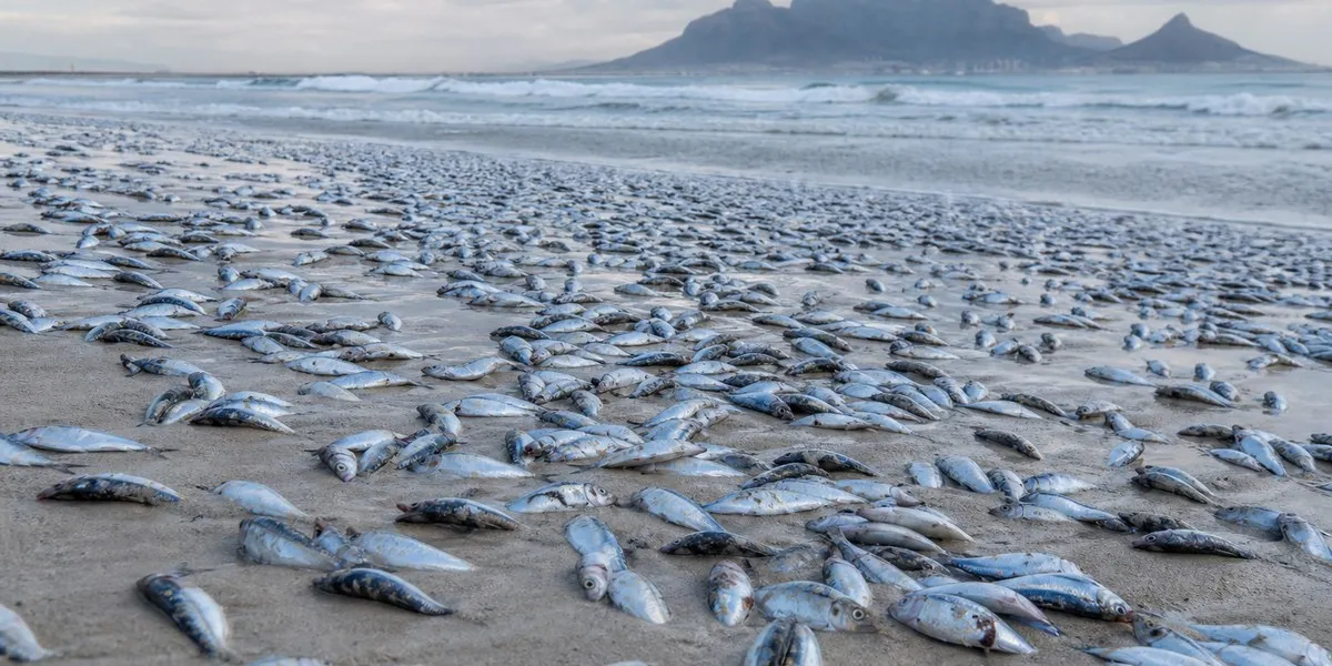 Pilchard Virus Outbreak Triggers Fears for South Africa's Canned Fish Supply