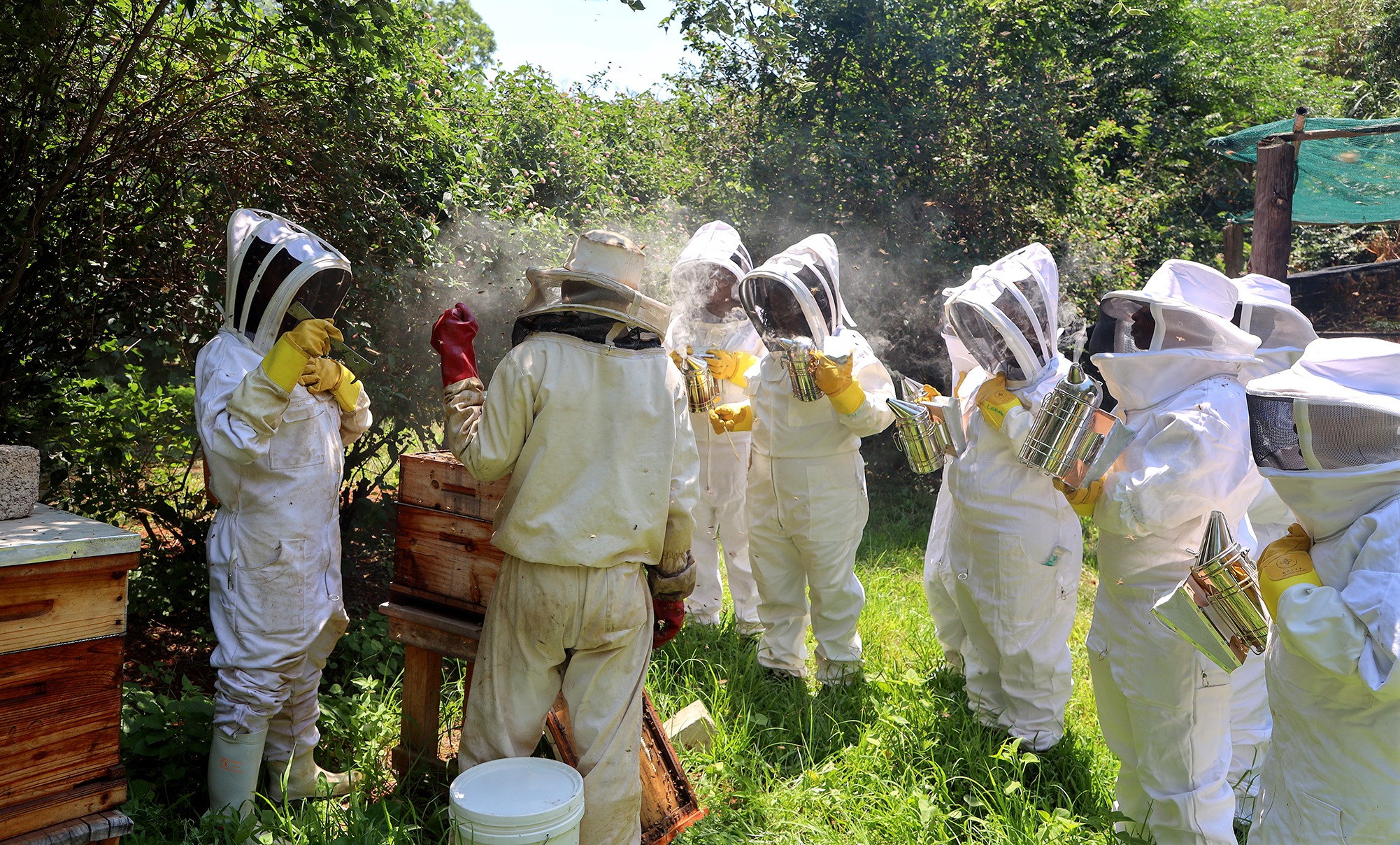 Women Beekeepers Cultivate a Sweeter Future for South Africa's Agriculture