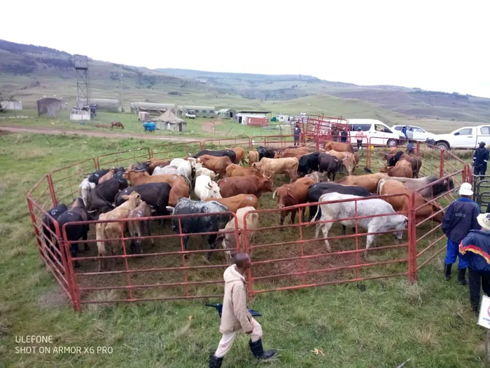 Industry Group Slams SA's FMD Vaccination Strategy as 'Recipe for Failure'