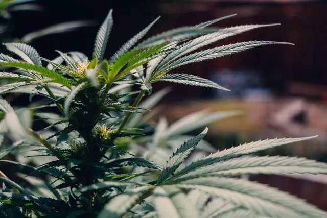Cannabis Use Worsens Psychotic Disorders, South African Study Finds