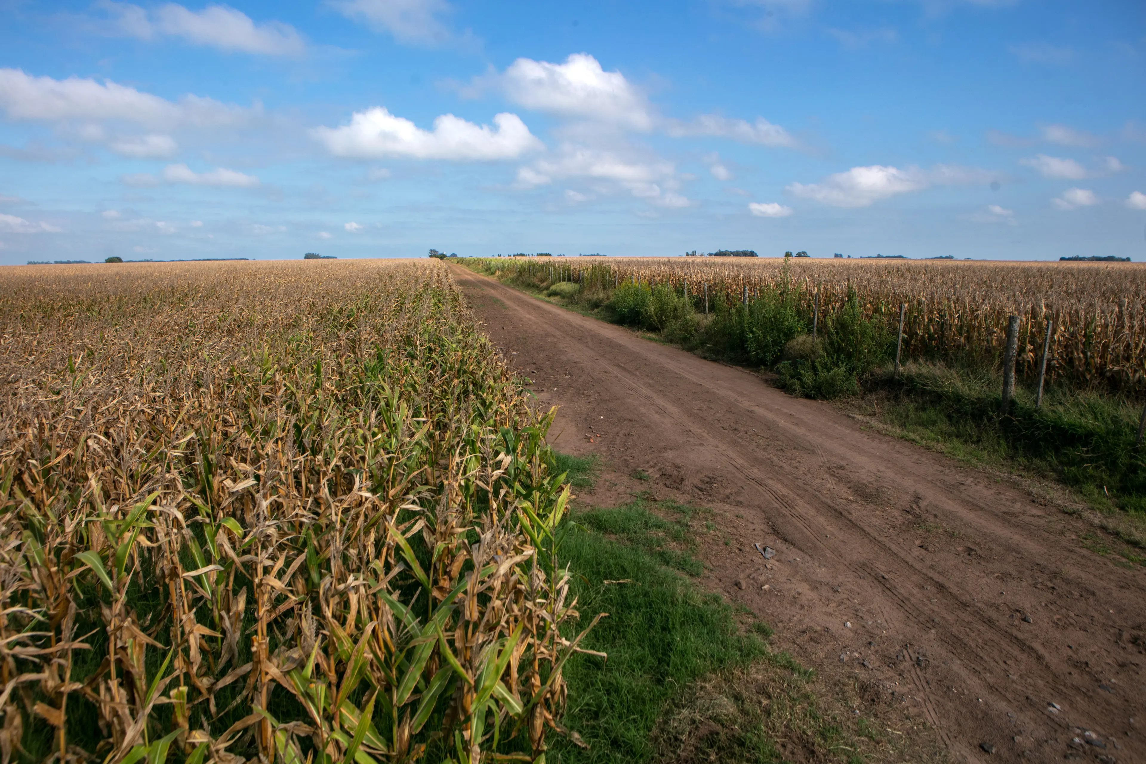 South Africa's Food Prices: A Drought-Resilient Outlook?