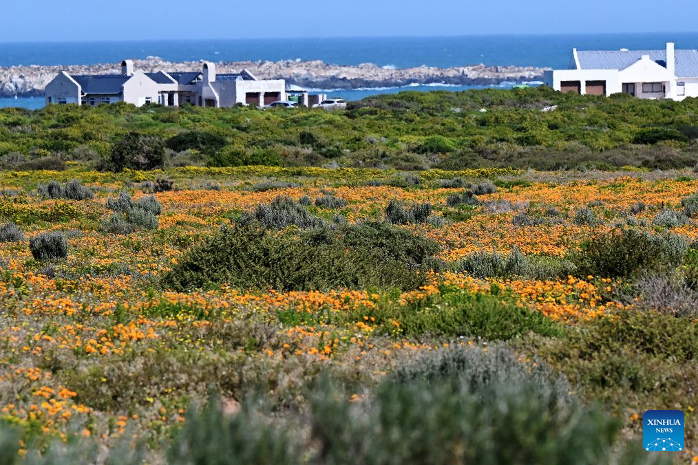 West Coast Wildflower Season Blooms Anually