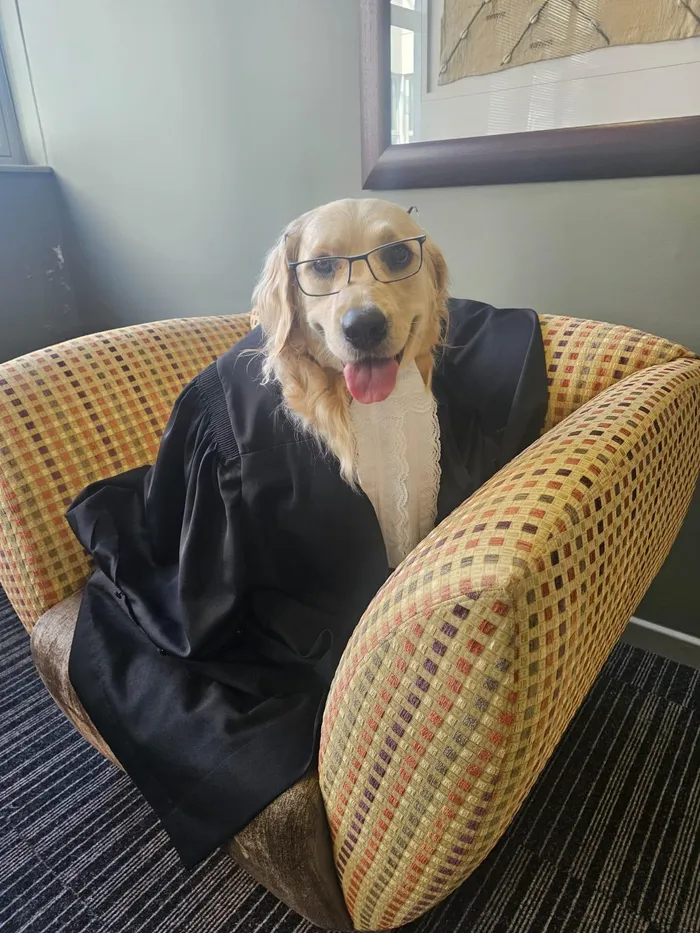 Therapy Dog Makes History Supporting Child Witness in South African Court